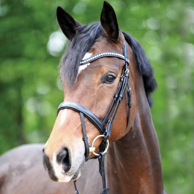 Image of Kavalkade bridle Diana IR
