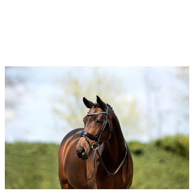 Image of ANKY bridle ATH20004