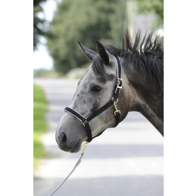 Image of Bucas Dublin Halter Black / Silver