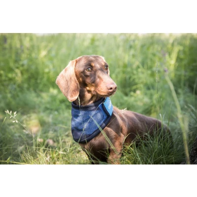 Image of Cooling dog bandana Back on Track Cool