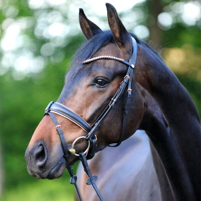 Image of Kavalkade bridle Rose