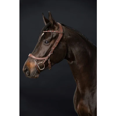 Image of PresTeq Bridle FaySport