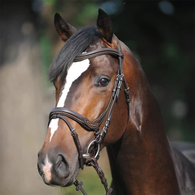 Image of Kavalkade Bridle Ivy