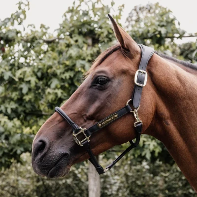 Image of Kentucky Horsewear Headcollar Anatomical Leather Black Cob