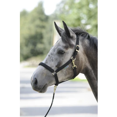 Image of Bucas Dublin Halter Black