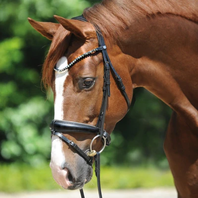 Image of Kavalkade bridle Grey