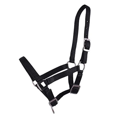 Image of QHP Halter Foal