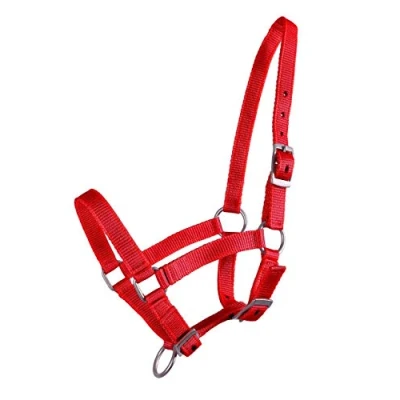 Image of QHP Halter Foal