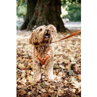 Image of Kentucky Dog Harness Active Velvet