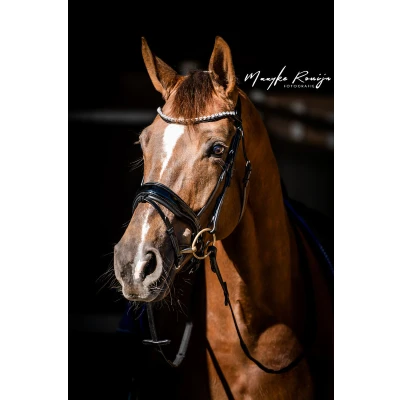 Image of HB Showtime Bridle Special Guy