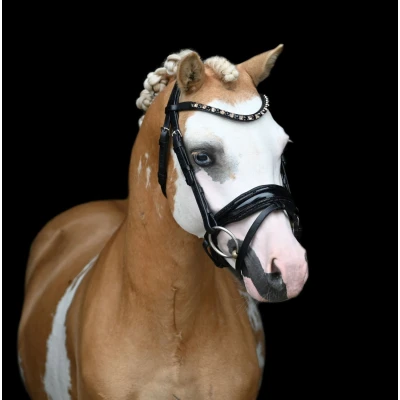 Image of HB Showtime Bridle Special A pony