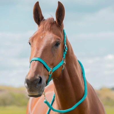 Image of Horka Headcollar Set Dime