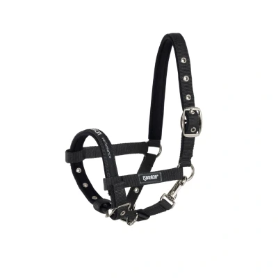 Image of Eskadron halter foal