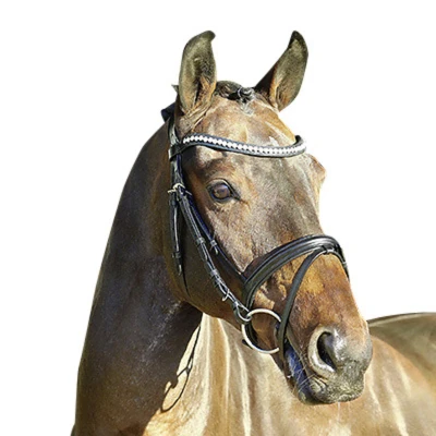 Image of Euroriding bridle La Rochelle English combined noseband