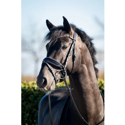 Image of HB Showtime Bridle Evalira