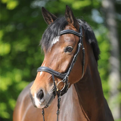 Image of Kavalkade bridle Ivy IR