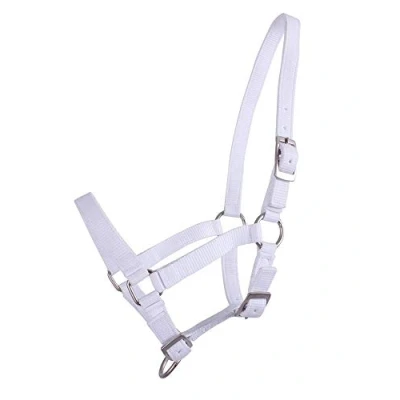 Image of QHP Halter Foal