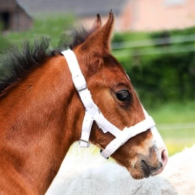 Image of HB EQU ALL Foal Halter