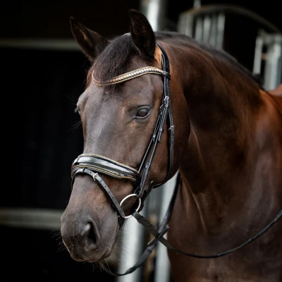 Image of HB Showtime Bridle Golden Dreams