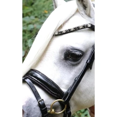 Image of HB Showtime Bridle Special A pony