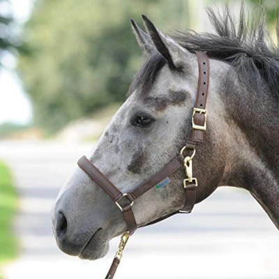 Image of Bucas Dublin Halter Brown