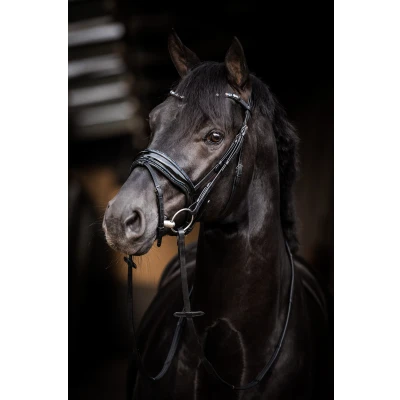 Image of HB Bridle Evalira Showtime Black blue Cob