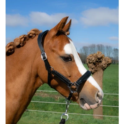 Image of HB Showtime Halter Little Sizes Leather Glitty