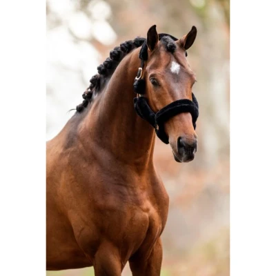Image of HB showtime Allround Teddy halter
