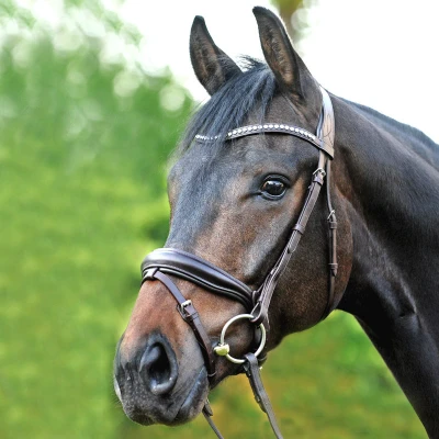 Image of Kavalkade Bridle Charlotte