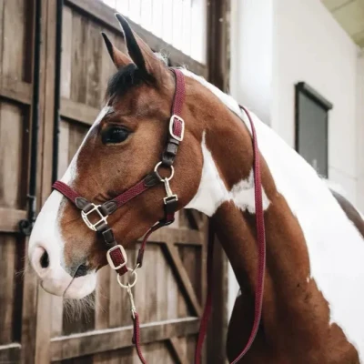 Image of Kentucky Plaited Nylon lead 2m Size ONESIZE