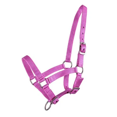 Image of QHP Halter Foal