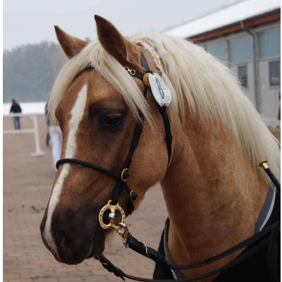Image of Luxury Show bridle with copper colored accessoires
